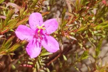 Nova espécie da flora brasileira é encontrada no Parque Estadual da Serra do Rola-Moça