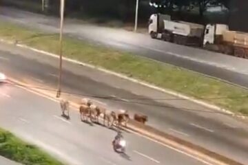 Bois invadem Anel Rodoviário de BH, causam caos no trânsito e dois são sacrificados pela PM