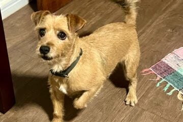Tutora pede ajuda para custear o tratamento do seu cachorro de estimação