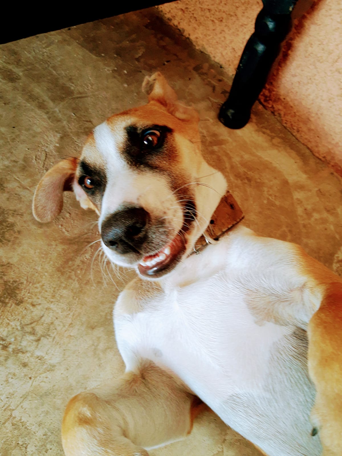 Tutores procuram pela cachorra Kiara no Centro de Itabira