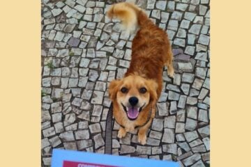 Prazo para inscrição no edital Chamada dos Bichos encerra neste domingo, confira