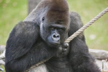 Zoológico de Belo Horizonte tem novo morador; conheça o gorila Bu-Bu