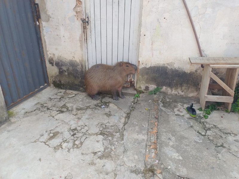 Bombeiros são acionados para capturar capivara que invadiu casa e impediu saída de moradores