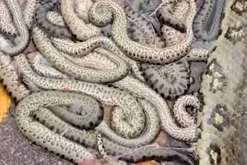 Uma tragédia na natureza! Sucuri grávida com cerca de 100 filhotes morreu por atropelamento no Mato Grosso