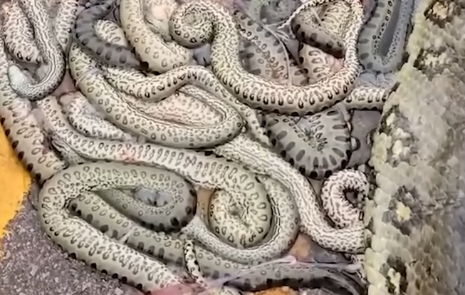 Uma tragédia na natureza! Sucuri grávida com cerca de 100 filhotes morreu por atropelamento no Mato Grosso