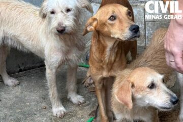 Polícia Civil resgata 11 cães e prende suspeito de maus-tratos em Minas Gerais