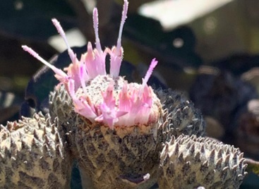 Pesquisadores encontram novo gênero de planta no Norte de Minas Gerais