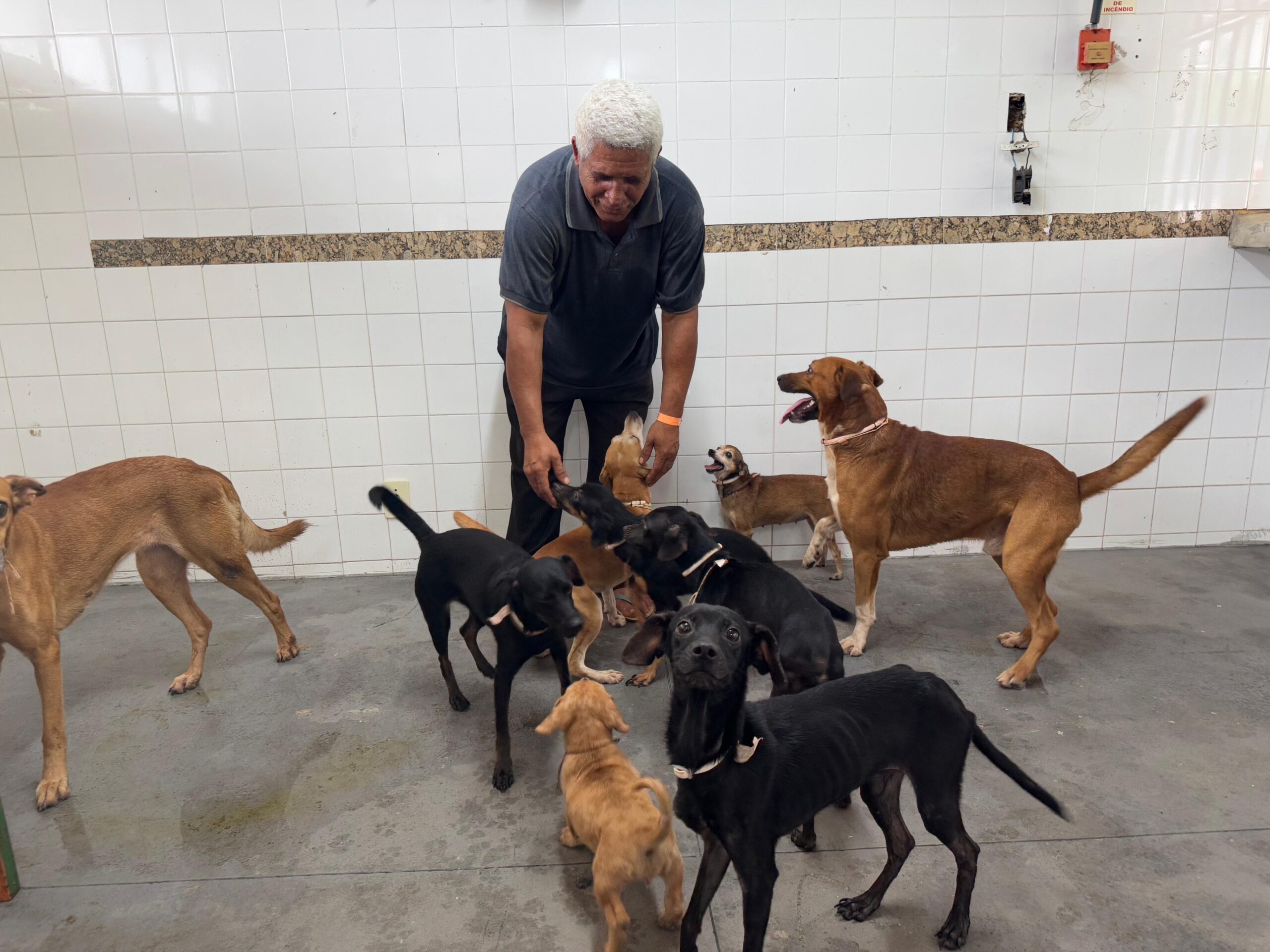 Prefeitura de Ipatinga cria abrigo para amparar animais de estimação das vítimas de calamidade