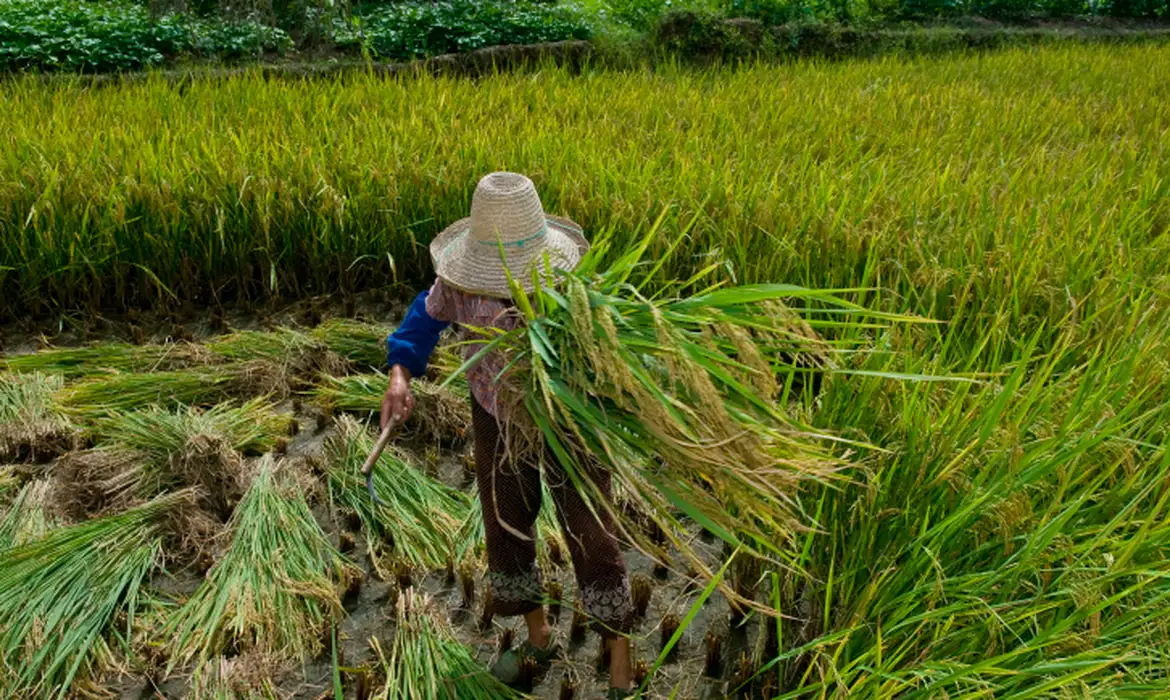 Mais de 2 mil pessoas foram resgatadas do trabalho escravo no Brasil em 2024