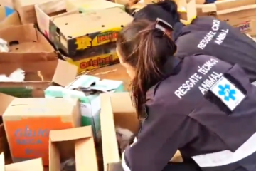 Mais de 50 garças morrem em poda de árvores na Grande BH