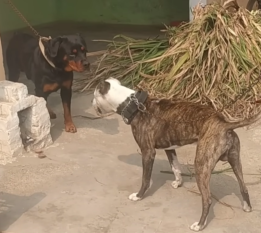 Cães das raças pit bull e rottweiler matam dois cavalos e um cachorro no interior de Minas