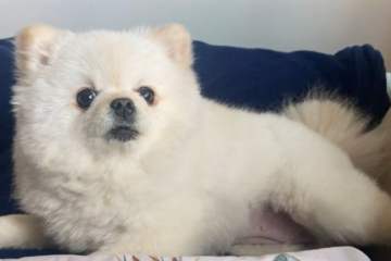 Muita crueldade! Cadela é morta por um tosador a tesouradas em pet shop de BH