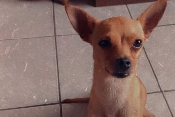 Itabira: tutores pedem ajuda para encontrar o cachorro Pitter, desaparecido no bairro Vila Bethânia