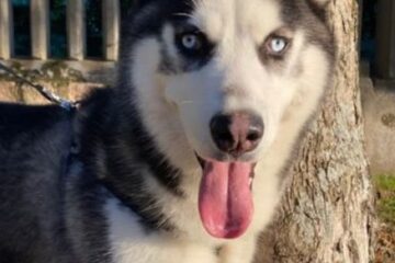Tutores pedem ajuda para encontrar Jack, cachorro que desapareceu na Pampulha, em BH