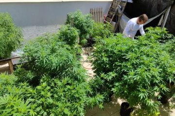 Anvisa fará consulta pública para atualizar regulamentação da cannabis