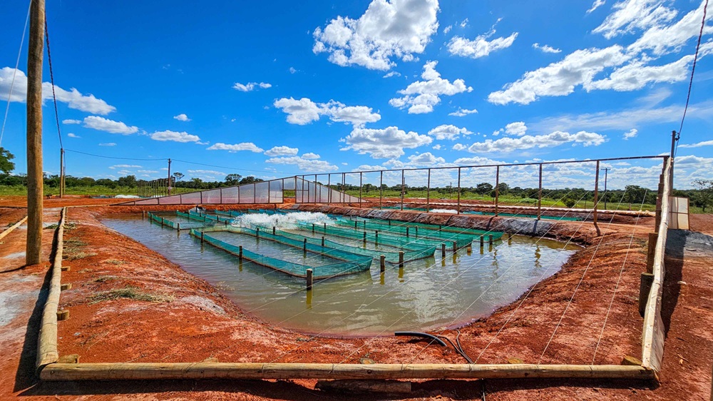 Morada Nova de Minas, na região Central, é o maior município produtor de tilápias do Brasil