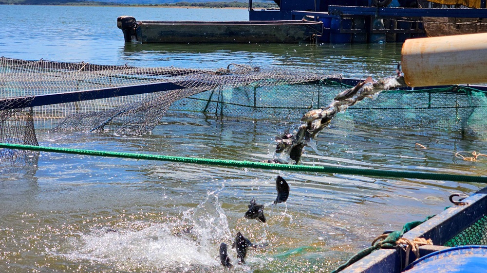 Morada Nova de Minas, na região Central, é o maior município produtor de tilápias do Brasil