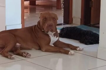Pitbull é morto a facadas ao defender tutor durante briga familiar em Minas Gerais
