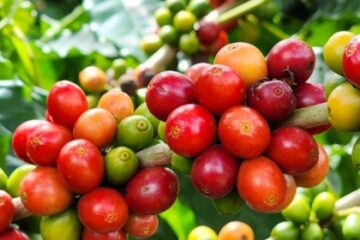 Exportações do agro mineiro somam 43% em março, mantendo-se à frente da mineração