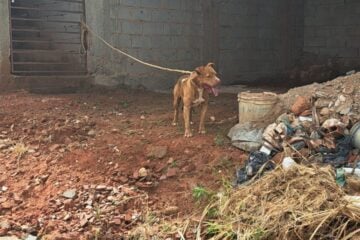 Idoso de 80 anos é atacado por pitbull em João Monlevade