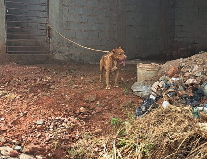 Idoso de 80 anos é atacado por pitbull em João Monlevade