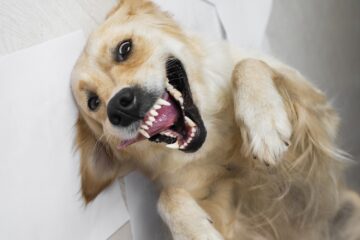 Vida de cachorro! Funcionário da Vale pede indenização à Justiça após ser mordido por seu cão em trabalho home office