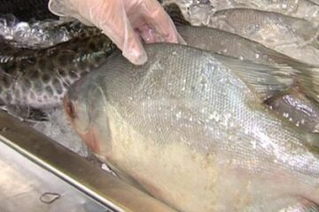 Emater-MG orienta consumidores sobre compra segura de peixes durante a Semana Santa