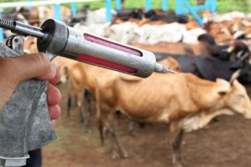 Vacinação antirrábica para pecuária deve ser antecipada em Itabira, alertam Agricultura e IMA