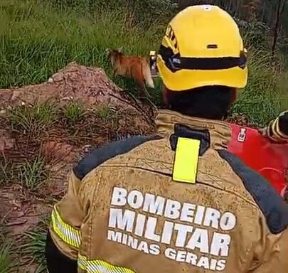 Lobo-guará é resgatado após cair do telhado e se abrigar em quarto de casa no Centro de Itabira