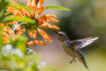 Beija-flores do Cerrado estão ameaçados de extinção, aponta pesquisador