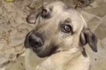 Polícia indicia homem que agrediu “cachorro caramelo”, mascote de distrito em MG