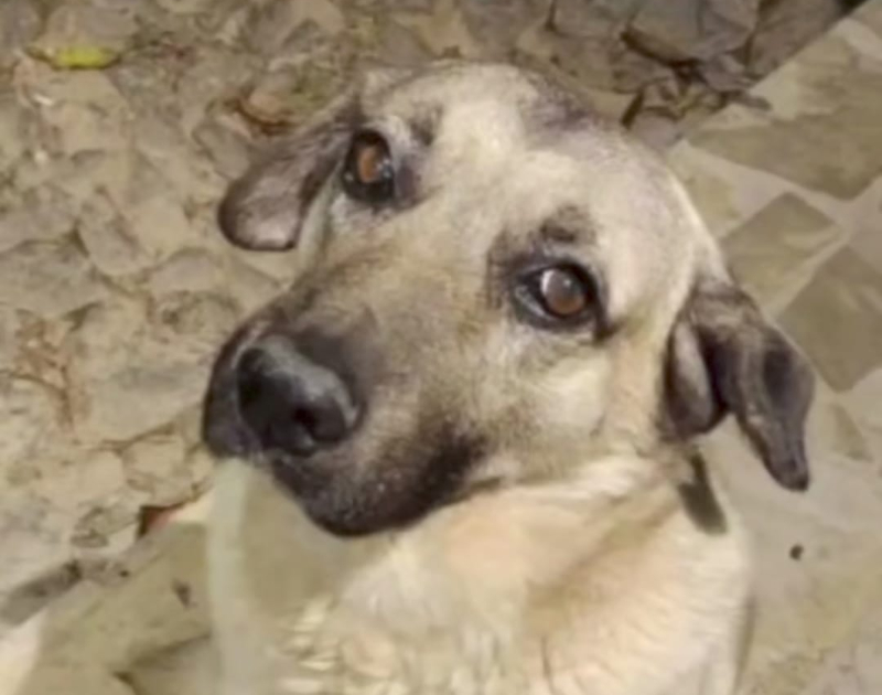 Polícia indicia homem que agrediu “cachorro caramelo”, mascote de distrito em MG