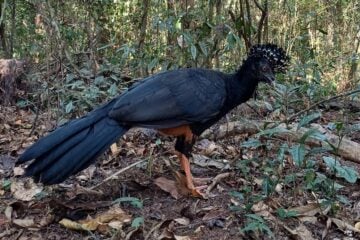 Mutum-do-bico-vermelho volta a habitar a Mata Atlântica após 50 anos de extinção em parque mineiro