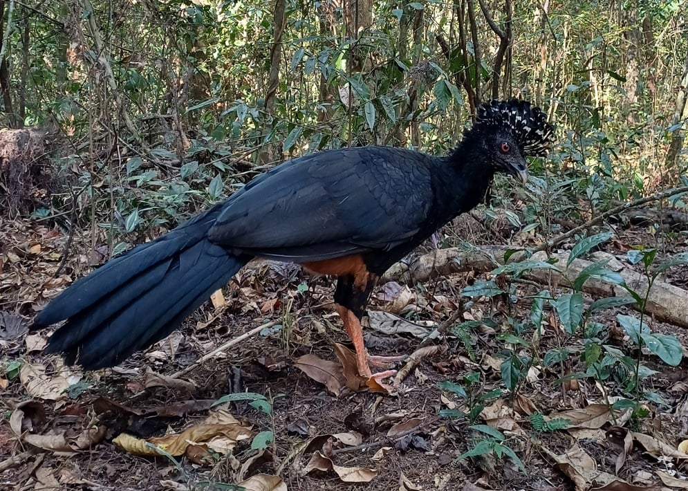 Mutum-do-bico-vermelho volta a habitar a Mata Atlântica após 50 anos de extinção em parque mineiro