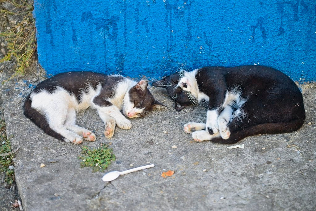 Itabira enfrenta aumento de gatos de rua e falta de controle populacional preocupa