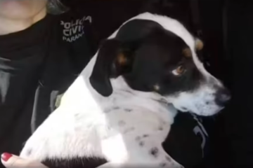 Lei do cão! Juíza determina indenização a cachorro por maus-tratos do tutor