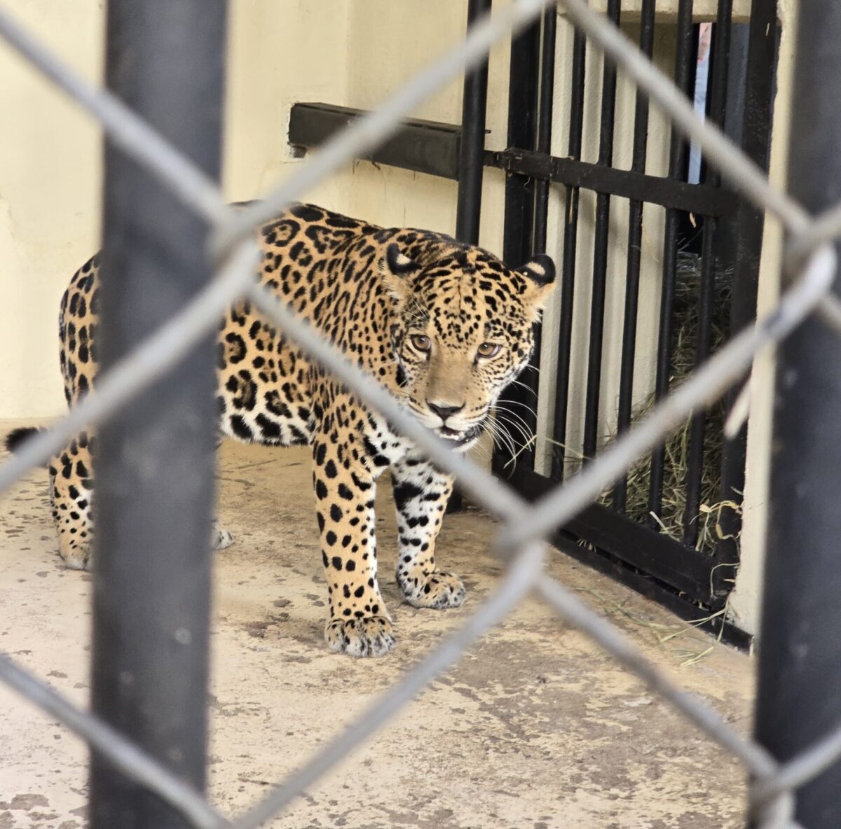 Zoológico de Belo Horizonte tem nova moradora; conheça a onça Maya