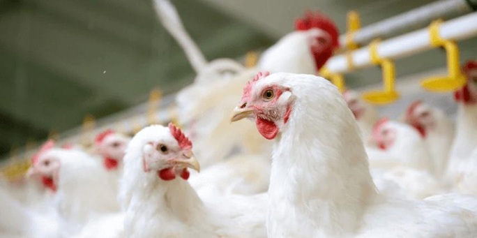 Goiás confirma caso de gripe aviária em aves de quintal
