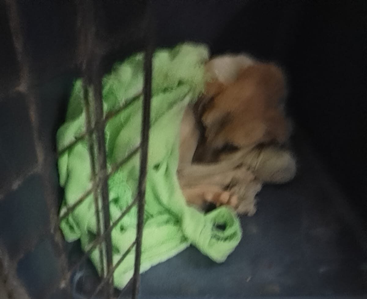 Cão resgatado com grave infecção necessita amputação: grupo de proteção animal pede ajuda em vaquinha