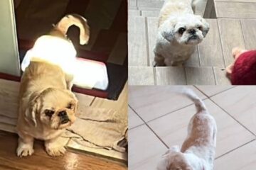 Ajude a encontrar o Tobias: itabirana busca por cão de estimação que fugiu no bairro Eldorado