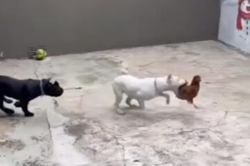Influenciador é preso na Grande BH por dar choques em cães; vizinhos denunciaram a situação