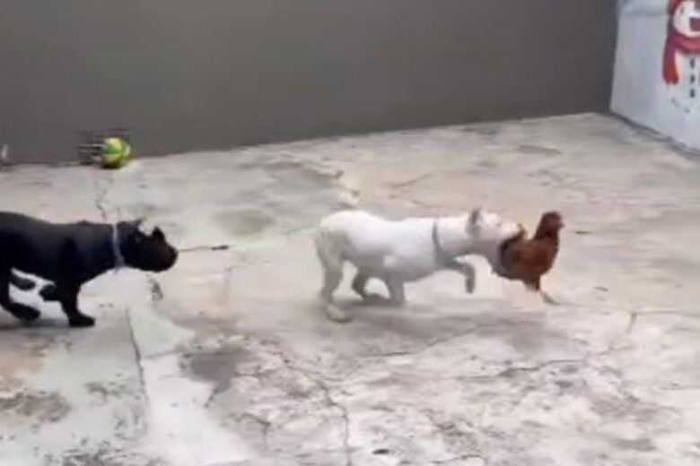 Justiça determina soltura de influenciador preso por maus-tratos a cachorros na Grande BH