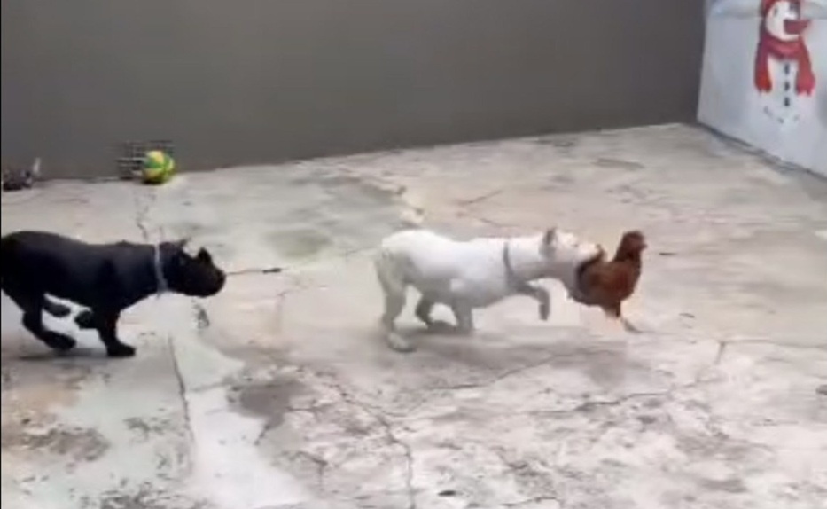 Justiça determina soltura de influenciador preso por maus-tratos a cachorros na Grande BH