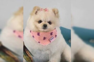 Homem que matou cachorra a tesouradas em pet shop de BH é indiciado por maus-tratos