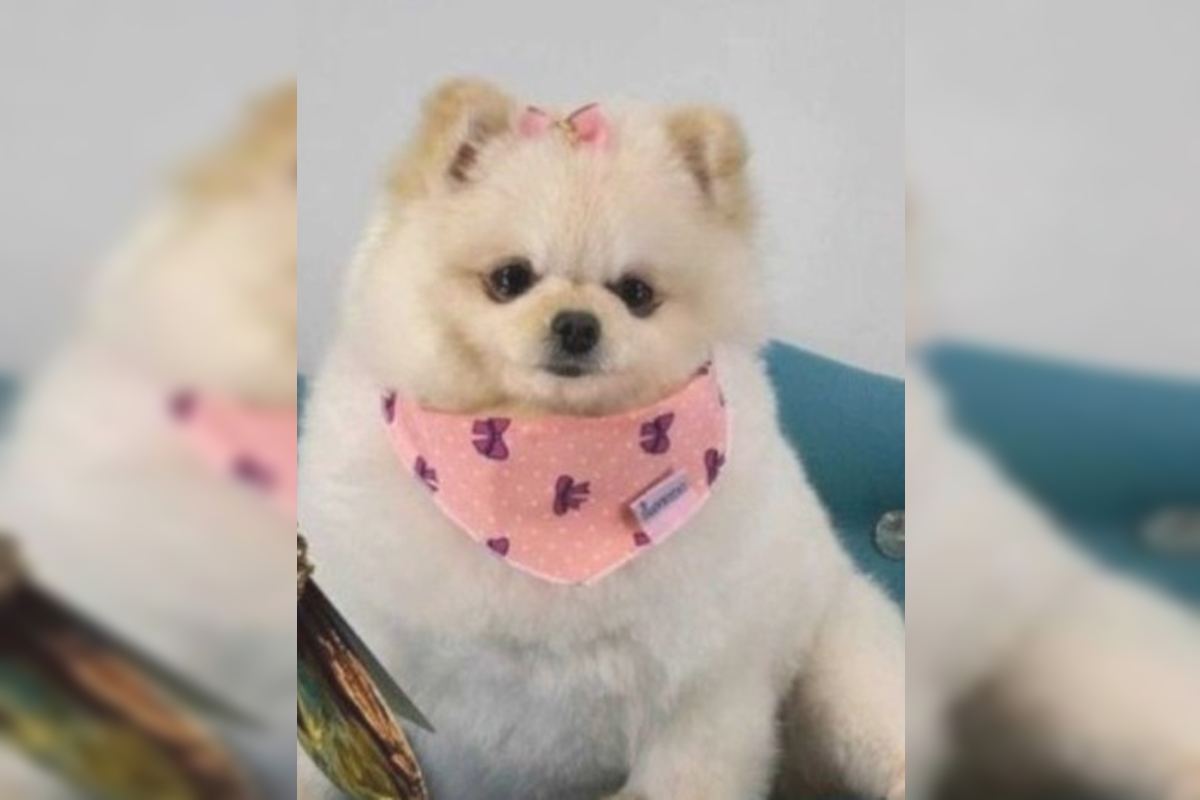 Homem que matou cachorra a tesouradas em pet shop de BH é indiciado por maus-tratos