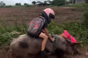 Novo Meio de transporte! Menino cearense sempre volta da escola montado em um porco