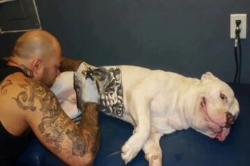 Tatuagens e piercings em animais serão considerados maus-tratos, determina projeto aprovado na ALMG