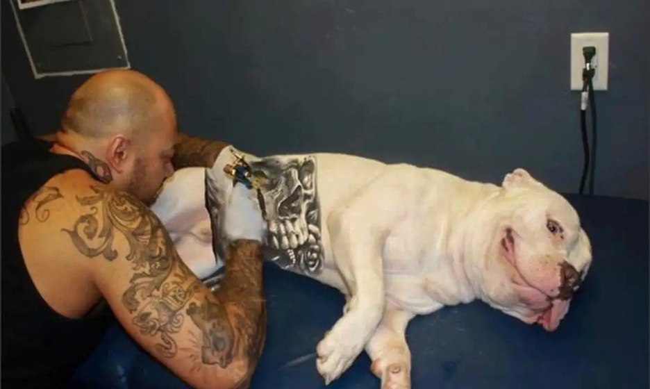 Tatuagens e piercings em animais serão considerados maus-tratos, determina projeto aprovado na ALMG