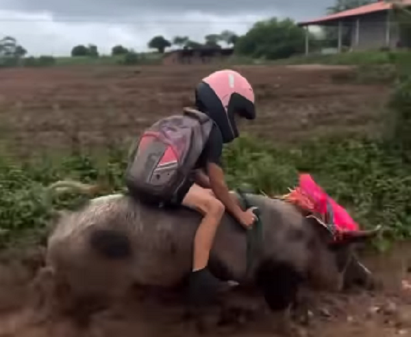 Novo Meio de transporte! Menino cearense sempre volta da escola montado em um porco