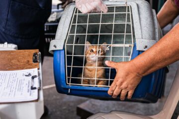 Primeiro mutirão de castração de 2025 atende mais de 700 animais em Itabira